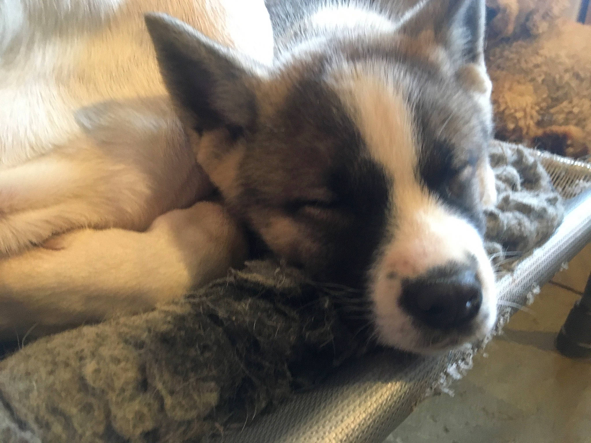 Tillie is registered to the contest to win money with this photo: akita, canidae, cardigan_welsh_corgi, carnivore, dog, dog_breed, eye, mammal, nap, nose, puppy, seppala_siberian_sleddog, siberian_husky, snout, swedish_vallhund, texas_heeler, vertebrate, welsh_corgi, whiskers, wolfdog