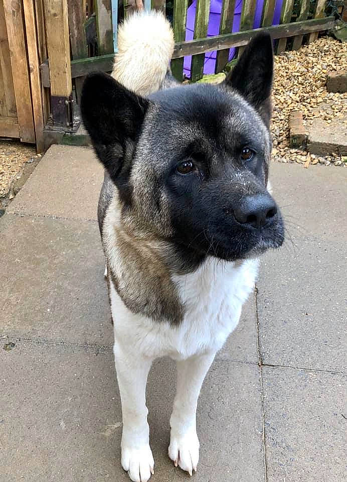 Cobie is registered to the contest to win money with this photo: akita, black_norwegian_elkhound, canidae, carnivore, companion_dog, dog, dog_breed, mammal, norwegian_elkhound, rare_breed_dog, snout, sporting_group, vertebrate