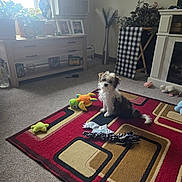 Oliver joined the competition — help win amazing prizes! air_conditioner, blanket, carpet, carpet_pattern, cozy, dog, floor, furniture, home, indoor, living_room, pet, photo_frame, plant, puppy, rug, soft_light, toy, vase, window