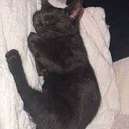 Angus is registered to the contest to win money with this photo: animal, black_cat, blanket, cat, close_up, comfort, couch, cozy, cute, domestic_animal, feline, fur, indoor, nap, peaceful, pet, relaxation, resting, sleeping_cat, soft_texture