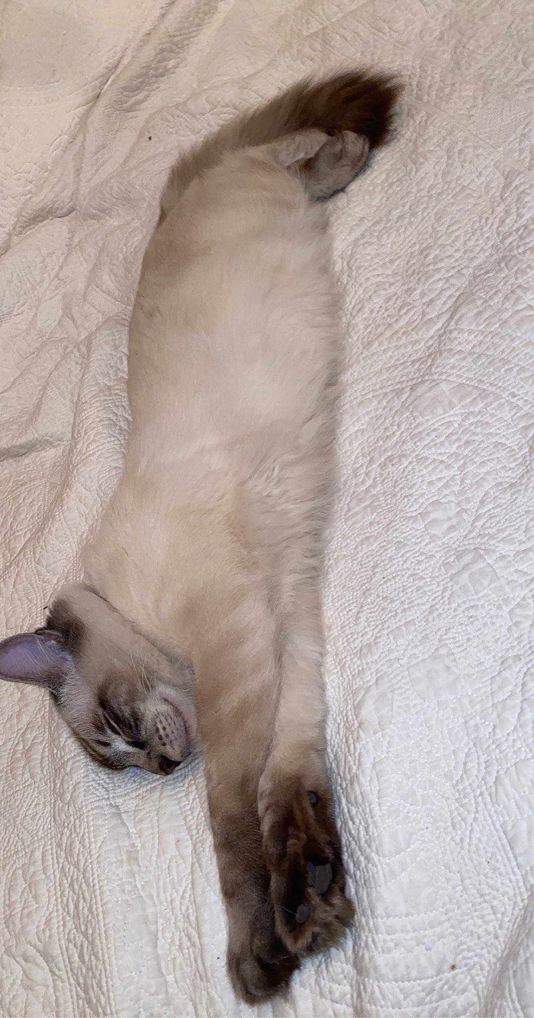 Casino is registered to the contest to win money with this photo: balinese, birman, burmese, carnivore, cat, fawn, felidae, fur, paw, ragdoll, siamese, small_to_medium_sized_cats, snout, tail, thai, tonkinese, whiskers