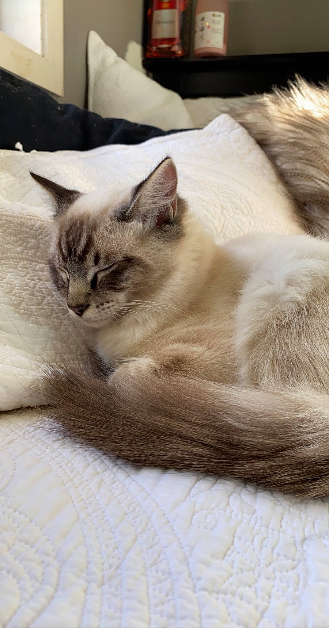 Casino is registered to the contest to win money with this photo: asian, balinese, carnivore, cat, colorpoint_shorthair, domestic_long_haired_cat, fawn, felidae, fur, kitten, mammal, norwegian_forest_cat, ragdoll, small_to_medium_sized_cats, thai, tonkinese, vertebrate, whiskers