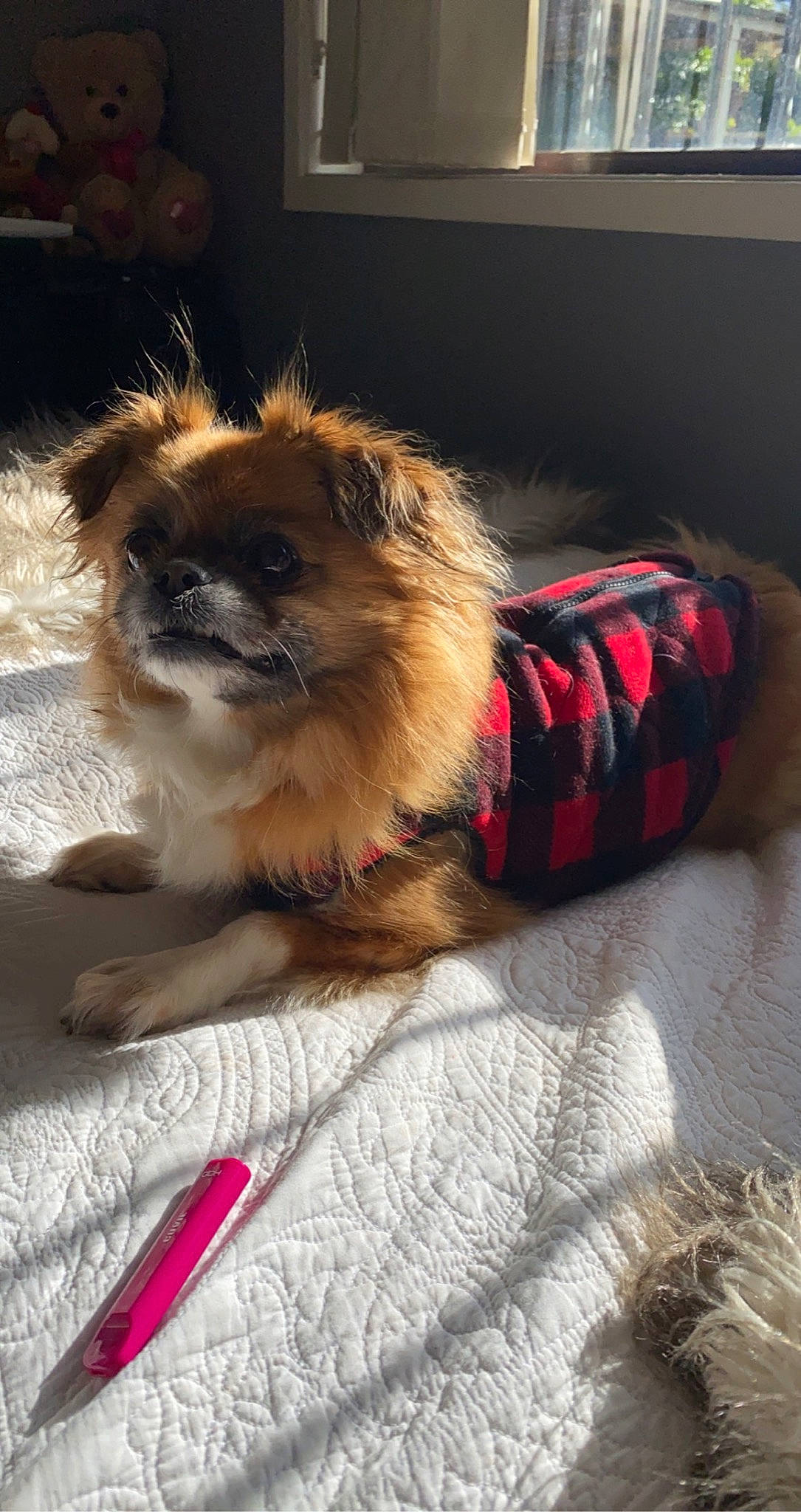 Lily is registered to the contest to win money with this photo: border_terrier, canidae, carnivore, chinese_imperial_dog, companion_dog, dog, dog_breed, dog_clothes, fawn, mammal, morkie, pekingese, pomeranian, puppy, shih_tzu, snout, spitz, tibetan_spaniel, toy_dog, vertebrate