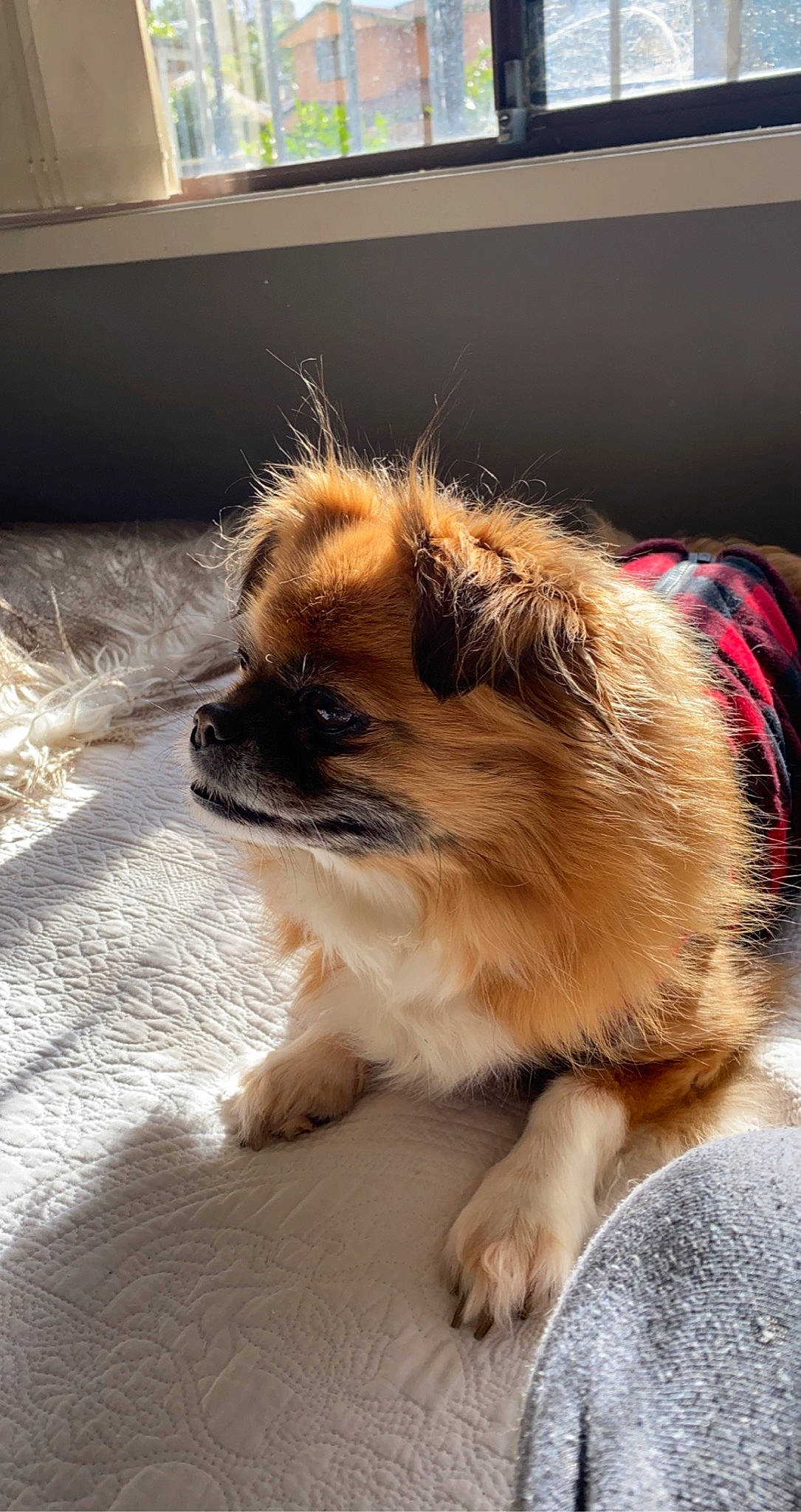Lily is registered to the contest to win money with this photo: canidae, carnivore, companion_dog, dog, dog_breed, fawn, german_spitz_klein, mammal, pekingese, pomeranian, puppy, snout, spitz, sporting_group, tibetan_spaniel, toy_dog, vertebrate, whiskers