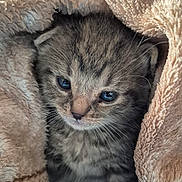 Ticha participe au concours pour gagner de l'argent avec cette photo : kitten, cat, baby_animal, fur, whiskers, blanket, cozy, cute, pet, animal, tabby, small, sleepy, soft, indoor, closeup, face, eyes, warm, snuggled