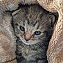 kitten, cat, baby_animal, fur, whiskers, blanket, cozy, cute, pet, animal, tabby, small, sleepy, soft, indoor, closeup, face, eyes, warm, snuggled