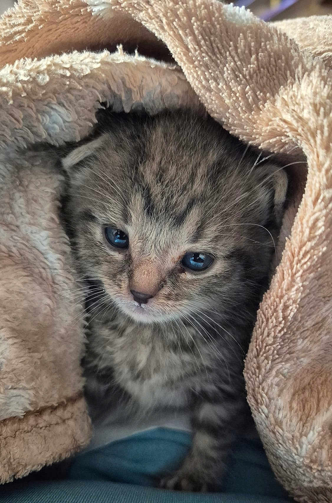 Ticha participe au concours pour gagner de l'argent avec cette photo : kitten, cat, baby_animal, fur, whiskers, blanket, cozy, cute, pet, animal, tabby, small, sleepy, soft, indoor, closeup, face, eyes, warm, snuggled