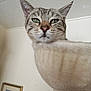 cat, tabby, pet, indoor, feline, hammock, beige, perched, animal, closeup, face, ears, whiskers, green_eyes, fur, house, wall, painting, frame, cozy