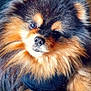 Sparky participe au concours pour gagner de l'argent avec cette photo : dog, pomeranian, fluffy, fur, pet, cute, animal, portrait, closeup, indoor, adorable, muzzle, black, orange, face, eyes, nose, small_dog, furry, companion