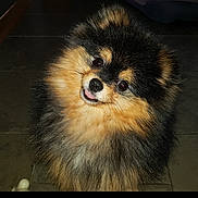 Sparky a rejoint le concours — aidez-le/la à gagner de superbes lots ! dog, pomeranian, fluffy, pet, animal, cute, tongue_out, fur, indoor, floor, portrait, small_dog, companion, adorable, black_and_tan, mammal, domestic_animal, face, eyes, nose