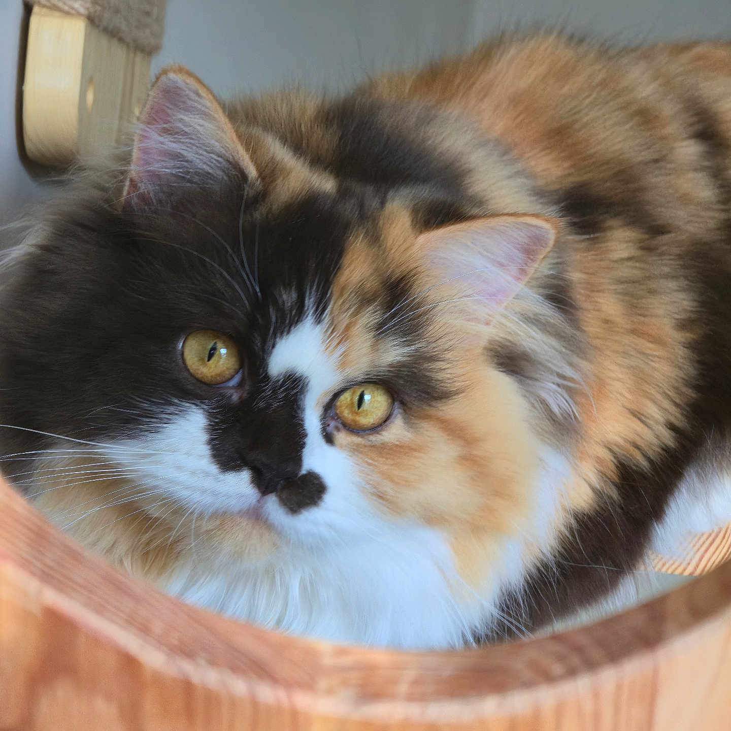 Pixie a rejoint le concours — aidez-le/la à gagner de superbes lots ! animal, calico, cat, closeup, curious, cute, domestic_cat, ears, face, feline, fluffy, fur, golden_eyes, indoor, looking, pet, portrait, soft, whiskers, wooden_surface