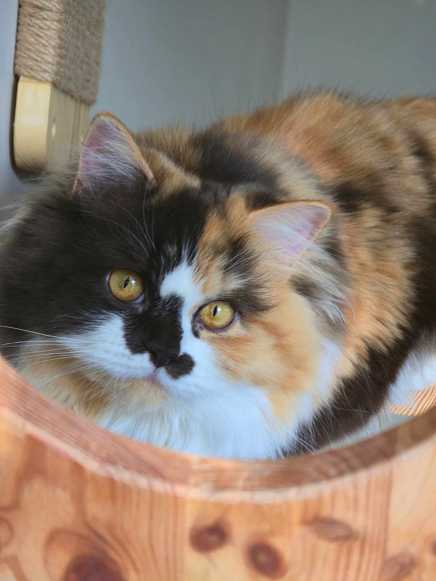 Pixie a rejoint le concours — aidez-le/la à gagner de superbes lots ! cat, calico, fluffy, golden_eyes, fur, wooden_surface, indoor, curious, pet, animal, closeup, whiskers, ears, face, feline, domestic_cat, cute, portrait, looking, soft