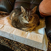 Con is registered to the contest to win money with this photo: cat, tabby, pet, animal, leopard_print, blanket, couch, fur, whiskers, ears, resting, indoor, domestic_cat, brown, striped, cozy, feline, relaxed, home, furniture