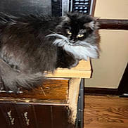 Percilla is registered to the contest to win money with this photo: animal, black_and_white, cabinet, cat, countertop, domestic, feline, floor, fluffy, fur, furniture, household, indoor, kitchen, mammal, microwave, pet, relaxed, whiskers, wood