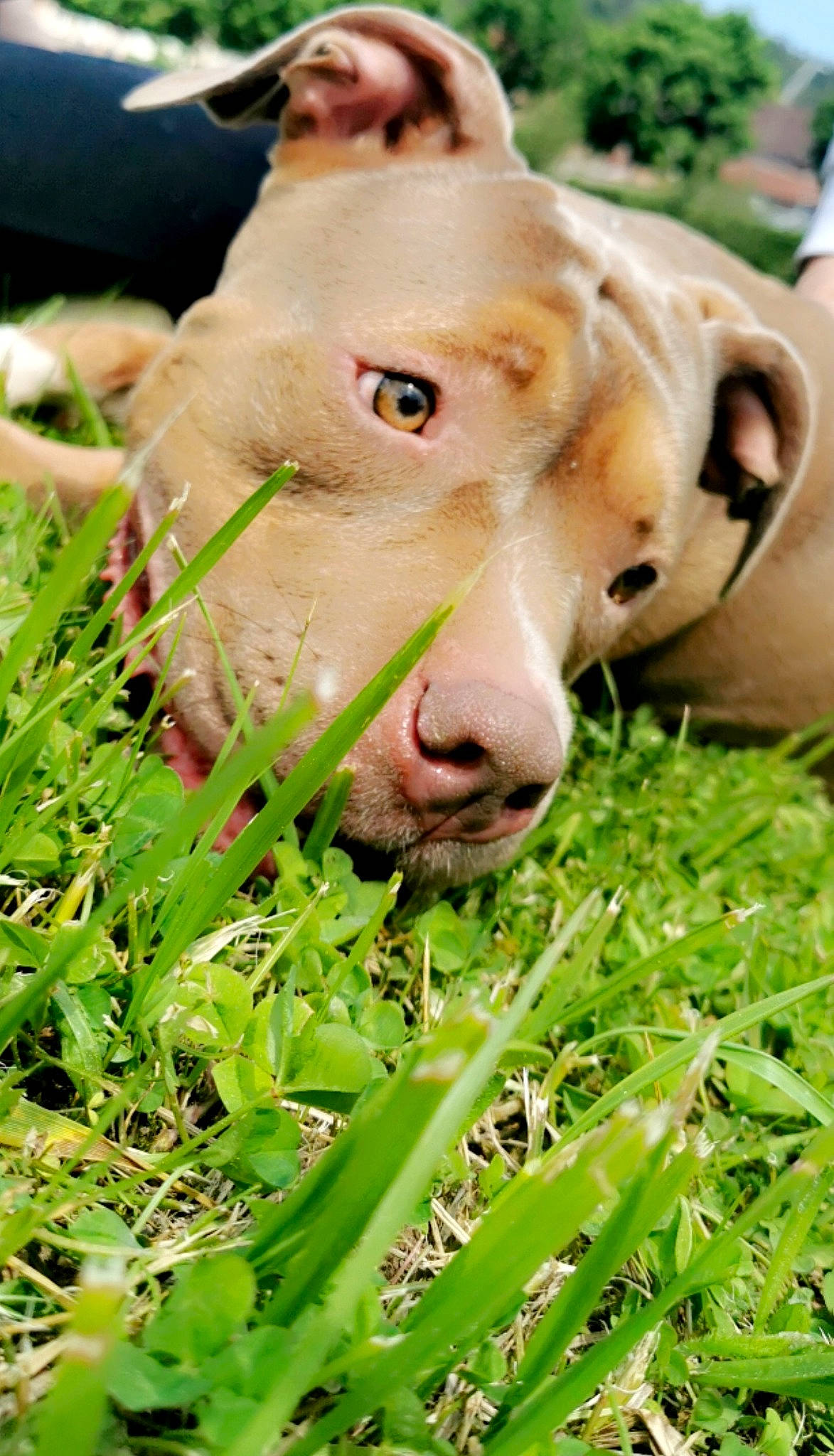 Shanna participe au concours pour gagner de l'argent avec cette photo : carnivore, dairy_cow, dog_breed, fawn, felidae, grass, grass_family, grassland, groundcover, jaw, liver, livestock, pasture, plant, snout, sporting_group, terrestrial_animal, whiskers, wildlife, working_animal