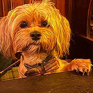 Ethel joined the competition — help win amazing prizes! dog, canine, bow_tie, paw, table, wooden_paneling, portrait, indoor, warm_lighting, close_up, fur, whiskers, eyes, nose, collar, sitting, paw_on_table, small_dog, pet, adorable