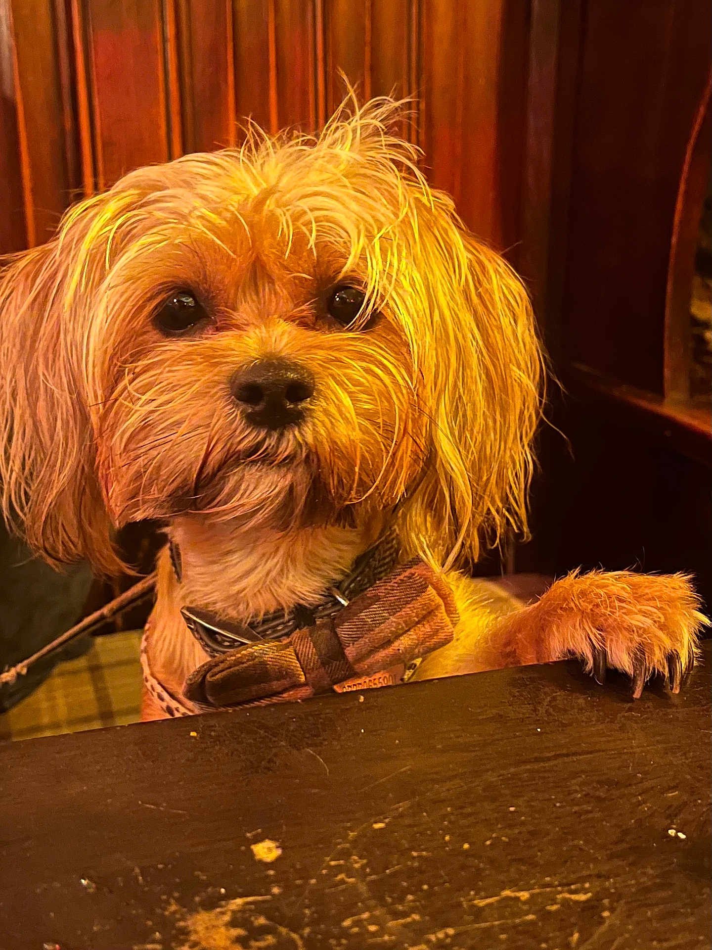 Ethel joined the competition — help win amazing prizes! dog, canine, bow_tie, paw, table, wooden_paneling, portrait, indoor, warm_lighting, close_up, fur, whiskers, eyes, nose, collar, sitting, paw_on_table, small_dog, pet, adorable