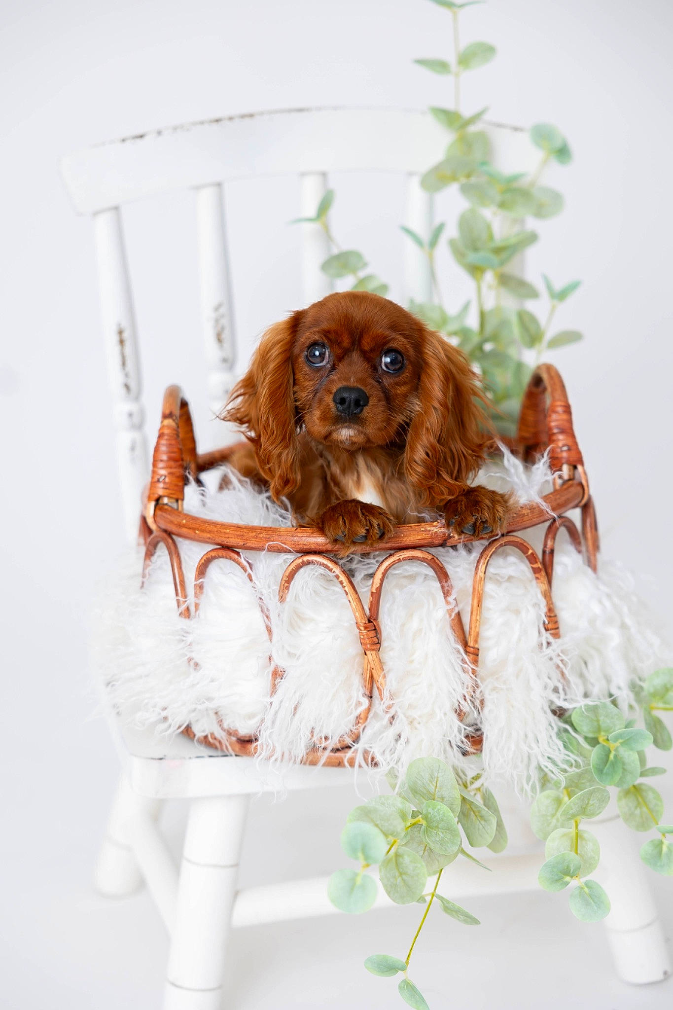 Marcel joined the competition — help win amazing prizes! brown, canidae, carnivore, companion_dog, cut_flowers, dog, dog_breed, dog_supply, fawn, liver, peach, plant, sporting_group, toy, wood, working_animal