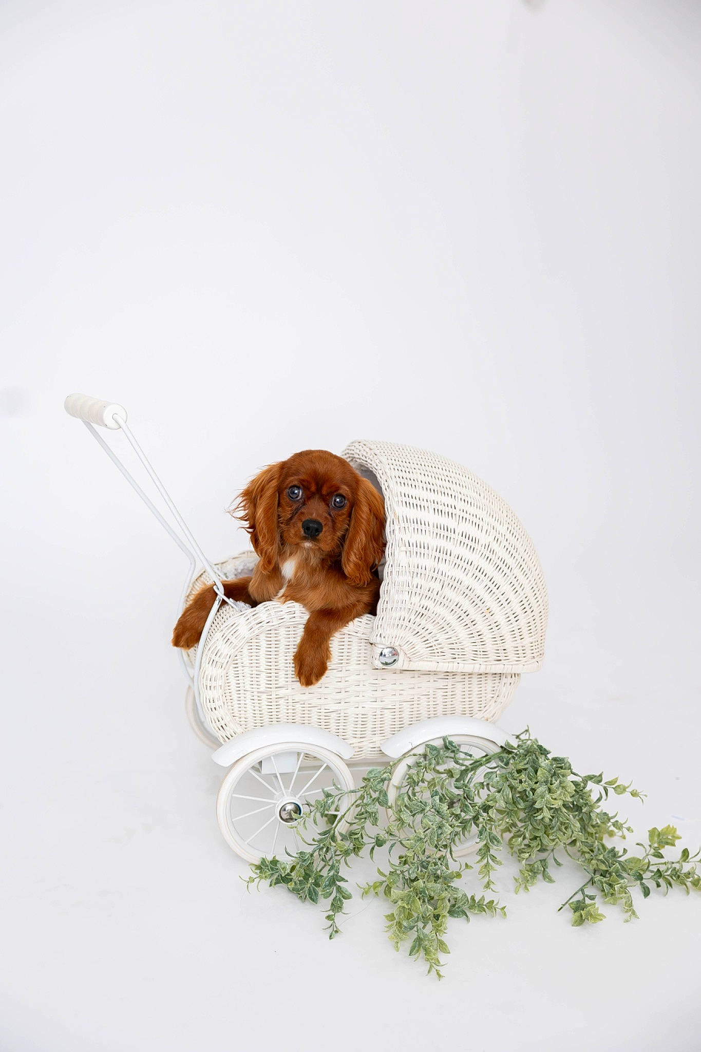 Marcel is registered to the contest to win money with this photo: animal_figure, canidae, carnivore, circle, companion_dog, dish, dishware, dog, dog_breed, dog_food, herb, illustration, ingredient, leaf_vegetable, liver, recipe, sporting_group, tail, water_dog, working_animal
