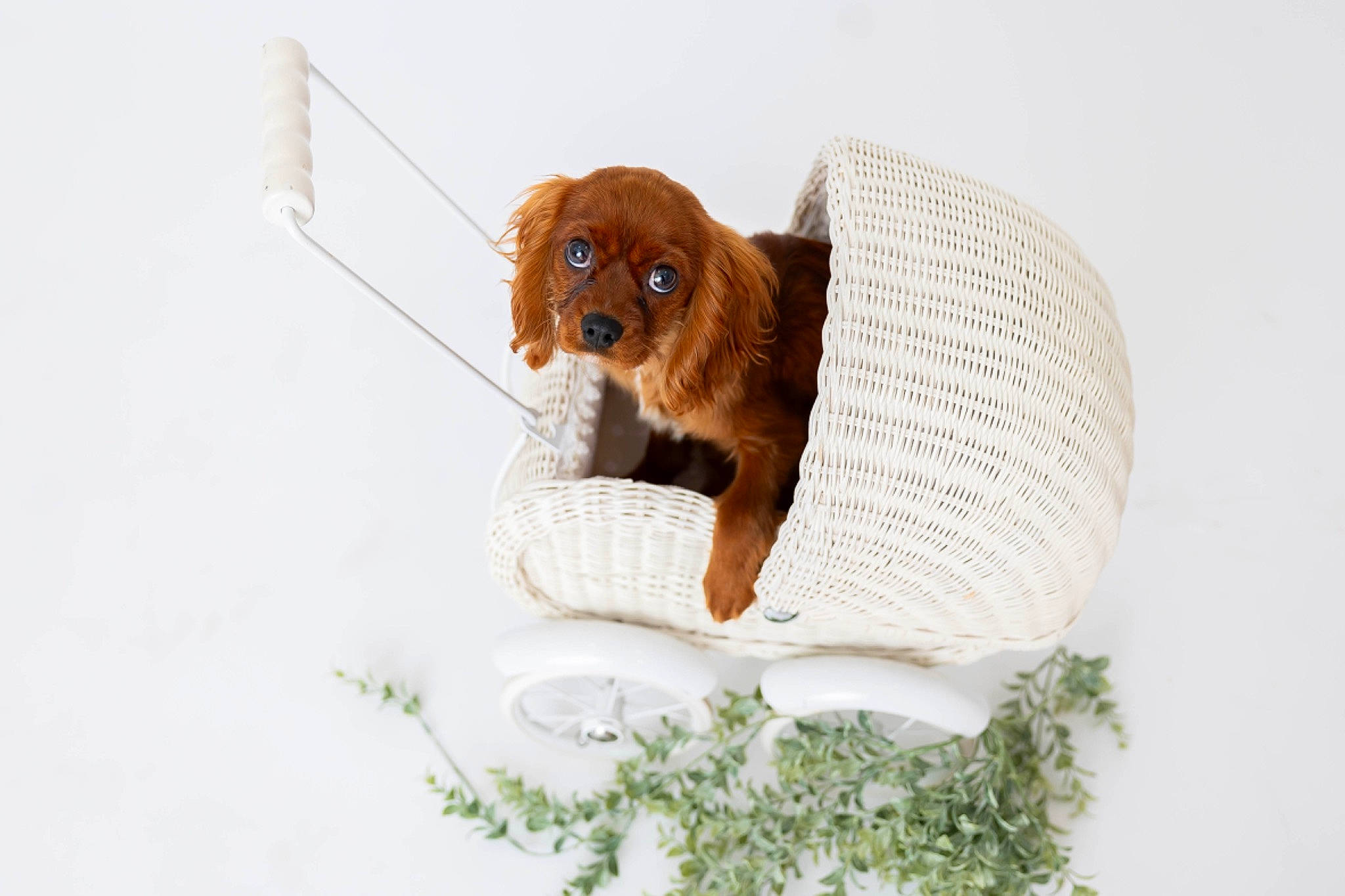 Marcel is registered to the contest to win money with this photo: canidae, carnivore, cavalier_king_charles_spaniel, circle, comfort, companion_dog, dishware, dog, dog_breed, dog_supply, fawn, fur, king_charles_spaniel, liver, pet_supply, snout, sporting_group, tail, toy_dog, working_animal