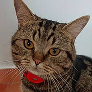 Butter participe au concours pour gagner de l'argent avec cette photo : amber_eyes, animal, cat, close_up, collar, curious, domestic_cat, ears, face, feline, fur, indoor, looking, mustache, nose, pet, portrait, tabby_cat, tabby_pattern, whiskers