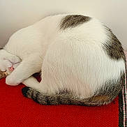 Peanut participe au concours pour gagner de l'argent avec cette photo : cat, cozy, curled_up, cute, domestic_cat, feline, indoor, paw, pet, red_mat, relaxed, resting, sleeping, soft_fur, striped_tail, tabby, tail, wall, whiskers, white_fur