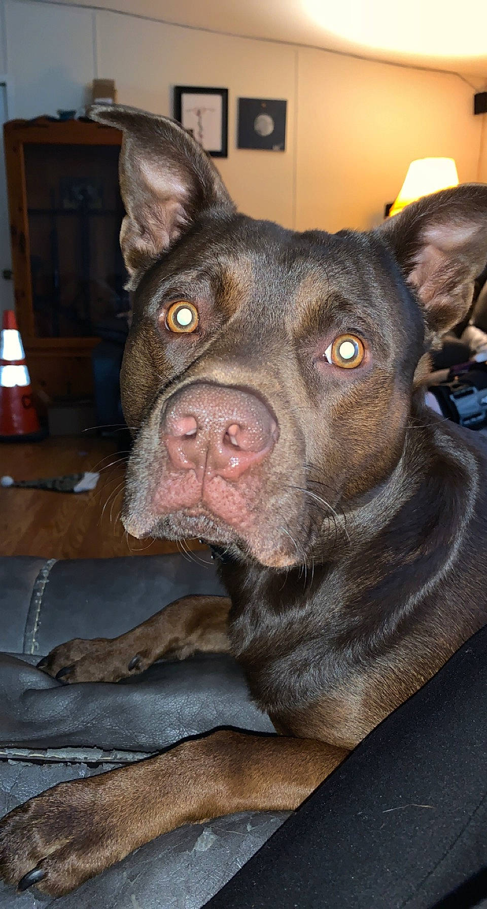 Maximum joined the competition — help win amazing prizes! canidae, carnivore, companion_dog, dog, dog_breed, ear, eye, fawn, fur, guard_dog, jaw, liver, non_sporting_group, picture_frame, snout, sporting_group, whiskers, working_animal, working_dog