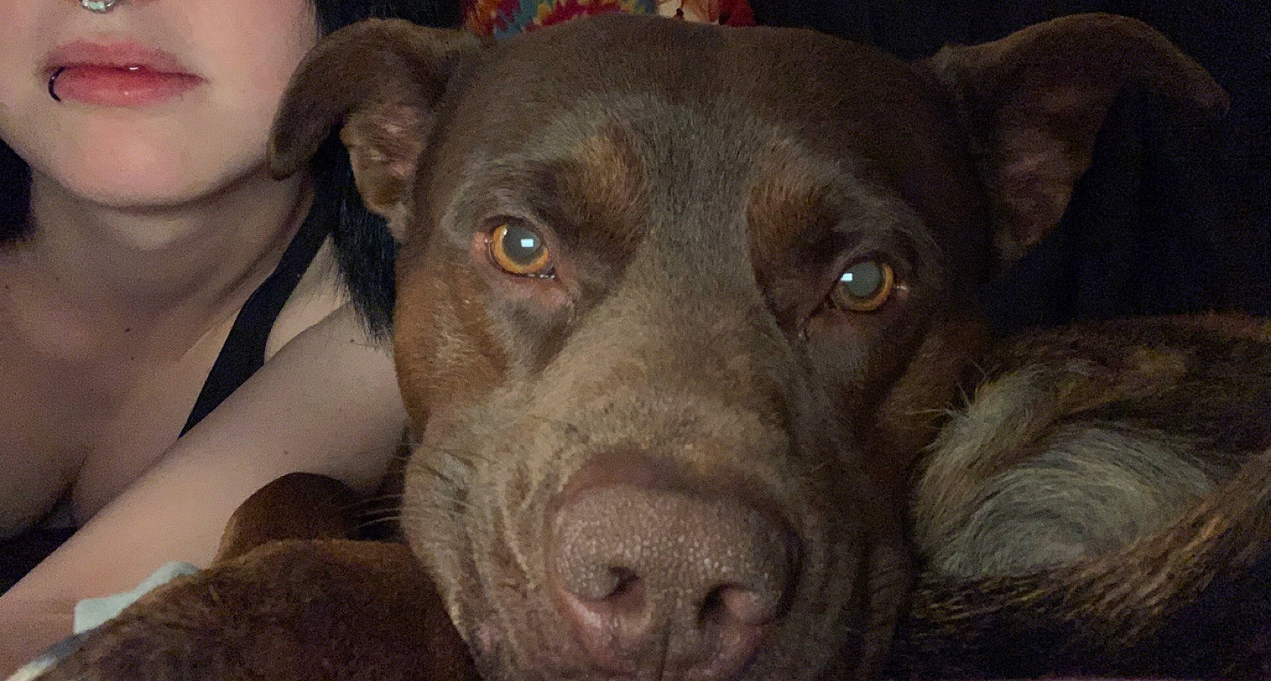 Maximum joined the competition — help win amazing prizes! borador, canidae, carnivore, comfort, companion_dog, dog, dog_breed, ear, fawn, fur, guard_dog, gun_dog, hunting_dog, liver, snout, sporting_group, terrestrial_animal, whiskers, working_animal