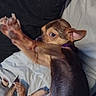 Dayday is registered to the contest to win money with this photo: animal, blanket, brown_fur, canine, close_up, collar, cozy, curious, cushion, cute, dog, ears, indoor, lying_down, paw, pet, relaxed, resting, small_dog, tail