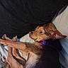 Dayday is registered to the contest to win money with this photo: animal, bed, blanket, brown_dog, canine, collar, cozy, curious, cute, dog, fur, indoors, looking, paw, pet, purple_collar, relaxed, resting, sleeping, small_dog