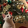 blurred_background, bokeh, cat, christmas_tree, closeup, cozy, decoration, ears, festive, fur, holiday, indoor, lights, ornament, pet, portrait, seasonal, sitting, whiskers, white_cat