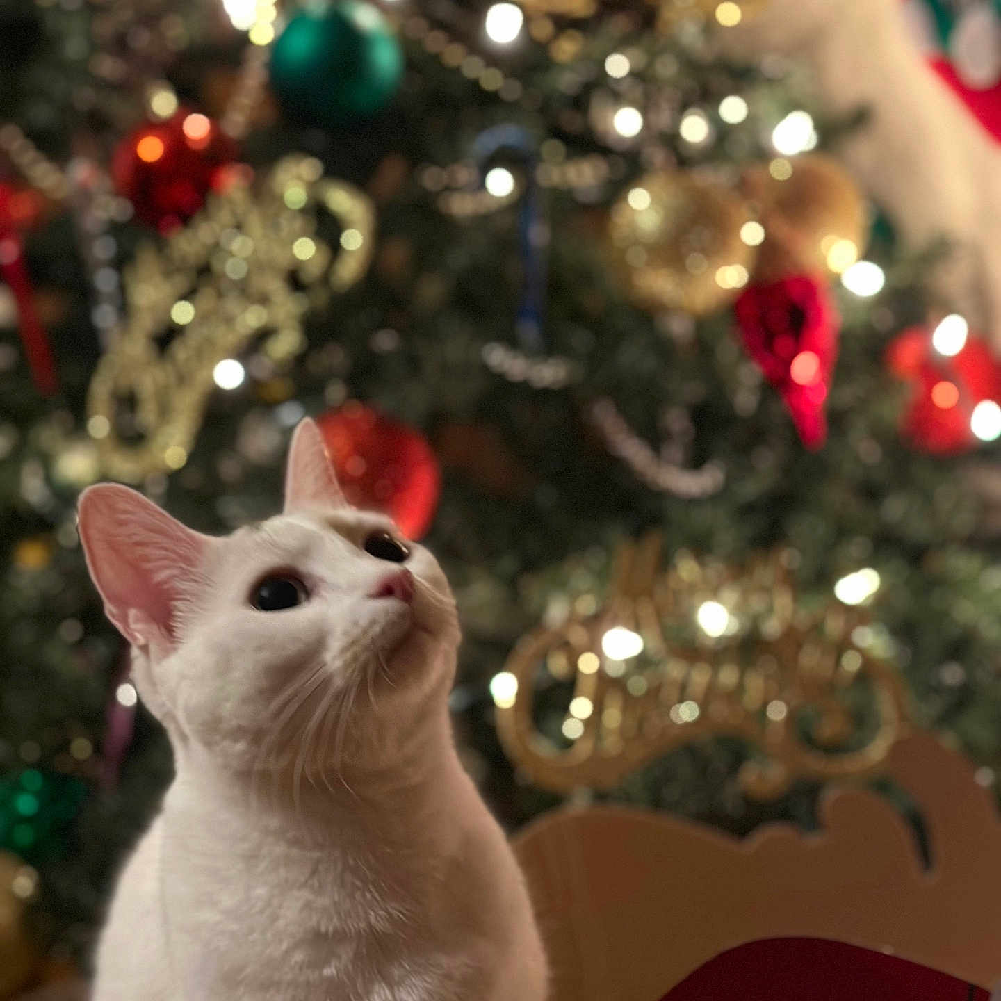 Luna joined the competition — help win amazing prizes! blurred_background, bokeh, cat, christmas_tree, closeup, cozy, decoration, ears, festive, fur, holiday, indoor, lights, ornament, pet, portrait, seasonal, sitting, whiskers, white_cat
