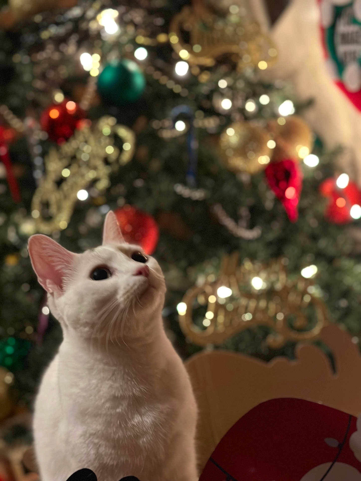 Luna joined the competition — help win amazing prizes! blurred_background, bokeh, cat, christmas_tree, closeup, cozy, decoration, ears, festive, fur, holiday, indoor, lights, ornament, pet, portrait, seasonal, sitting, whiskers, white_cat
