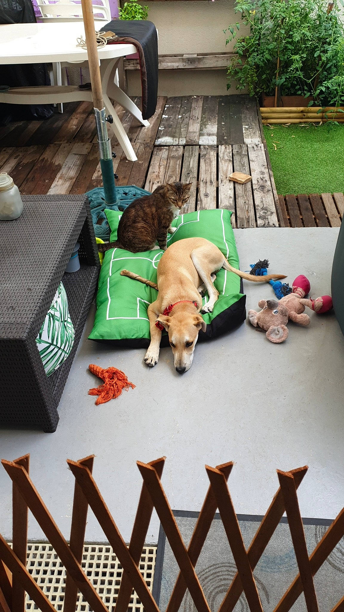 Moshi a rejoint le concours — aidez-le/la à gagner de superbes lots ! backyard, canidae, carnivore, chair, companion_dog, dog, dog_breed, fawn, french_bulldog, pembroke_welsh_corgi, pit_bull, puppy, table, welsh_corgi