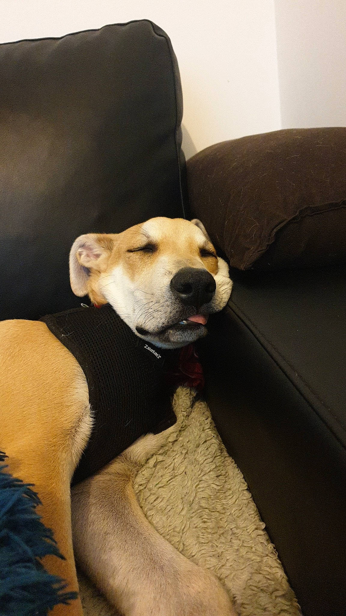 Moshi a rejoint le concours — aidez-le/la à gagner de superbes lots ! beagador, canidae, carnivore, companion_dog, dog, dog_breed, fawn, labrador_retriever, mammal, snout, sporting_group