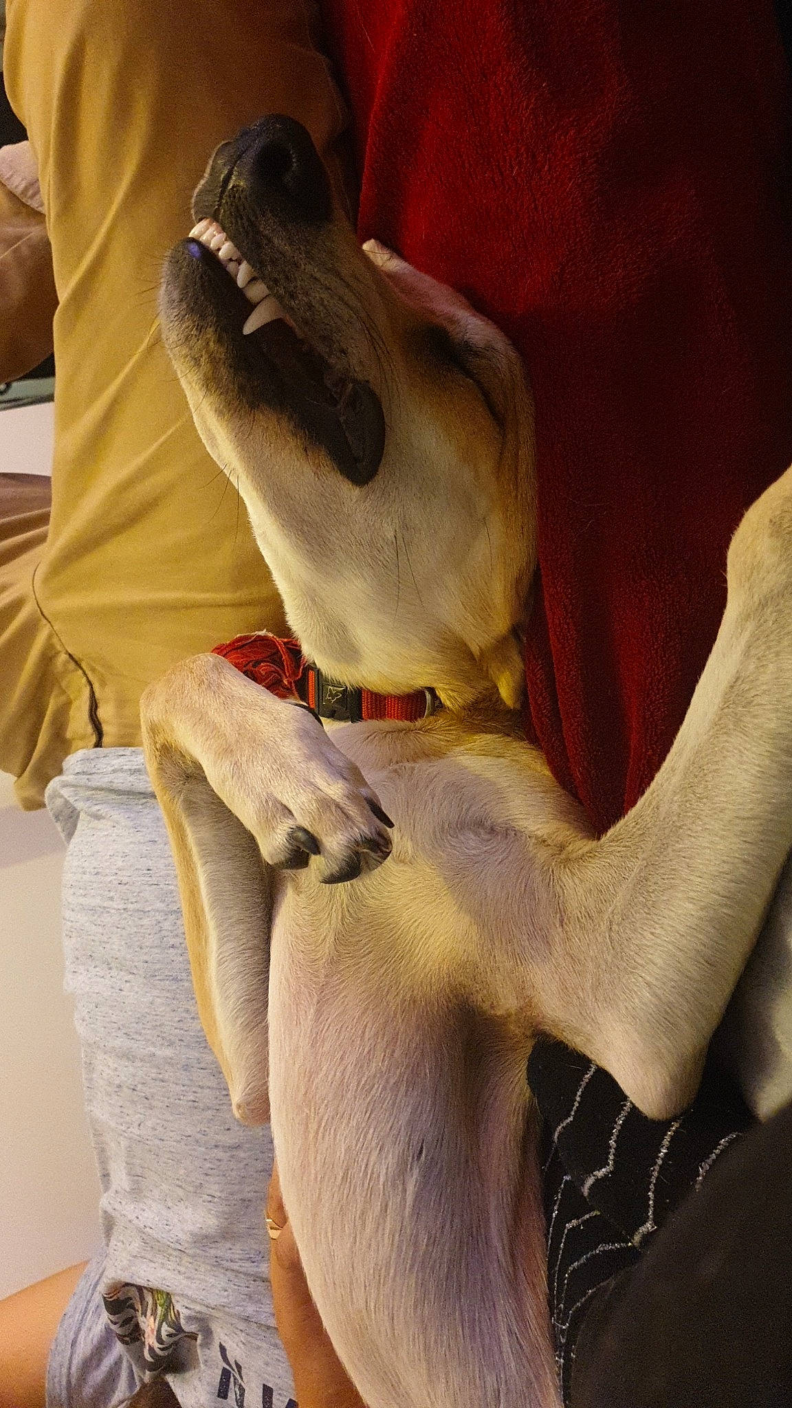 Moshi a rejoint le concours — aidez-le/la à gagner de superbes lots ! hand, jaw, mouth