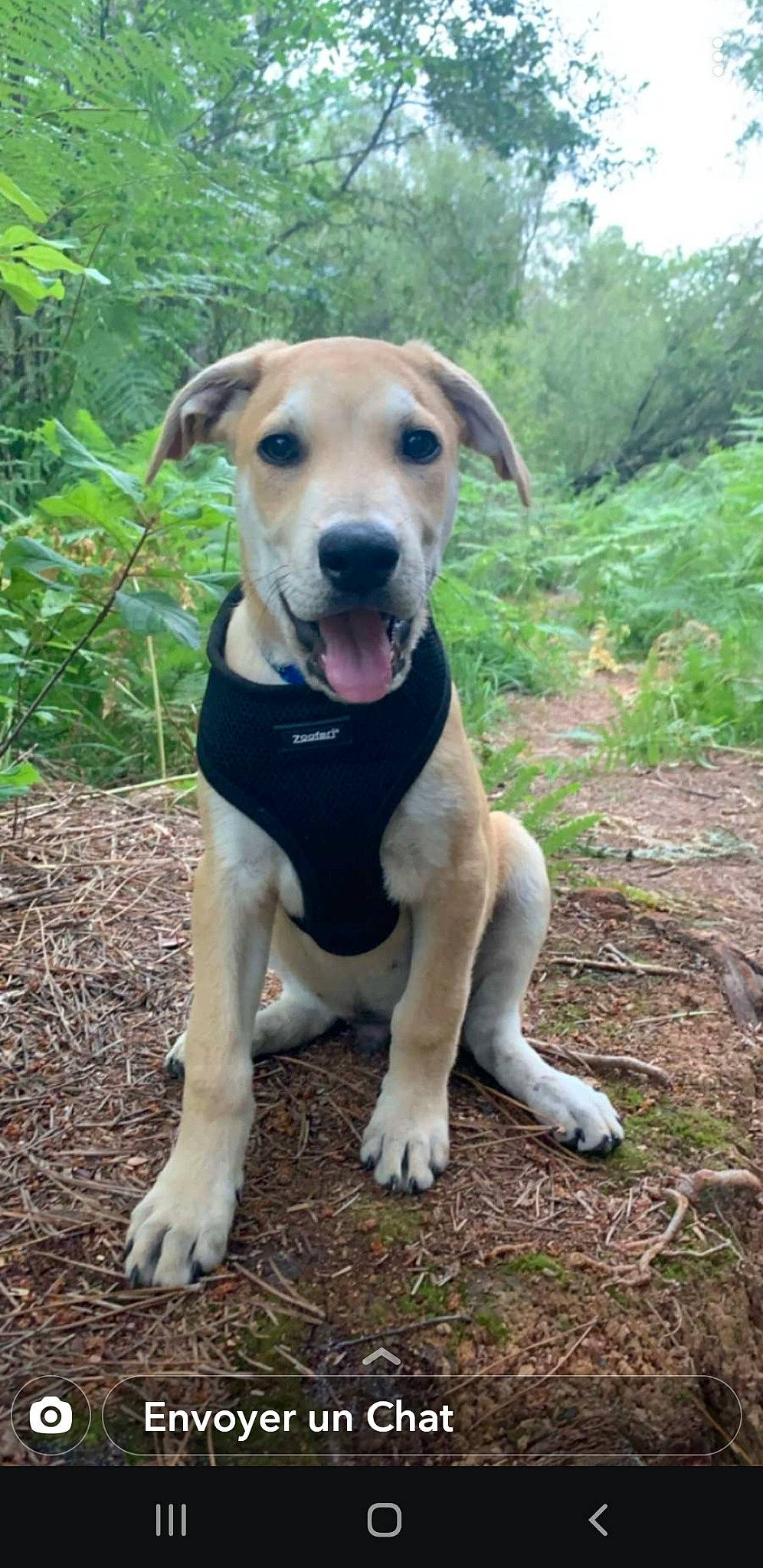 Moshi a rejoint le concours — aidez-le/la à gagner de superbes lots ! adventure, black_mouth_cur, canidae, carnivore, catahoula_bulldog, companion_dog, dog, dog_breed, fawn, hunting_dog, labrador_retriever, mammal, mountain_cur, potcake_dog, rare_breed_dog, snout, sporting_group, vertebrate