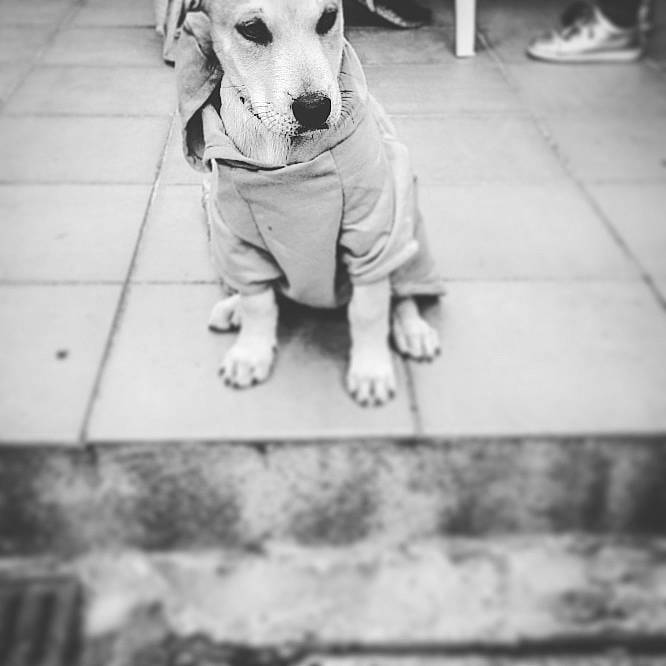 Moshi a rejoint le concours — aidez-le/la à gagner de superbes lots ! basset_hound, beagle, black_and_white, canidae, carnivore, dog, dog_breed, floor, harrier, mammal, monochrome, monochrome_photography, photograph, snout, sporting_group, street_dog, style, tile, white