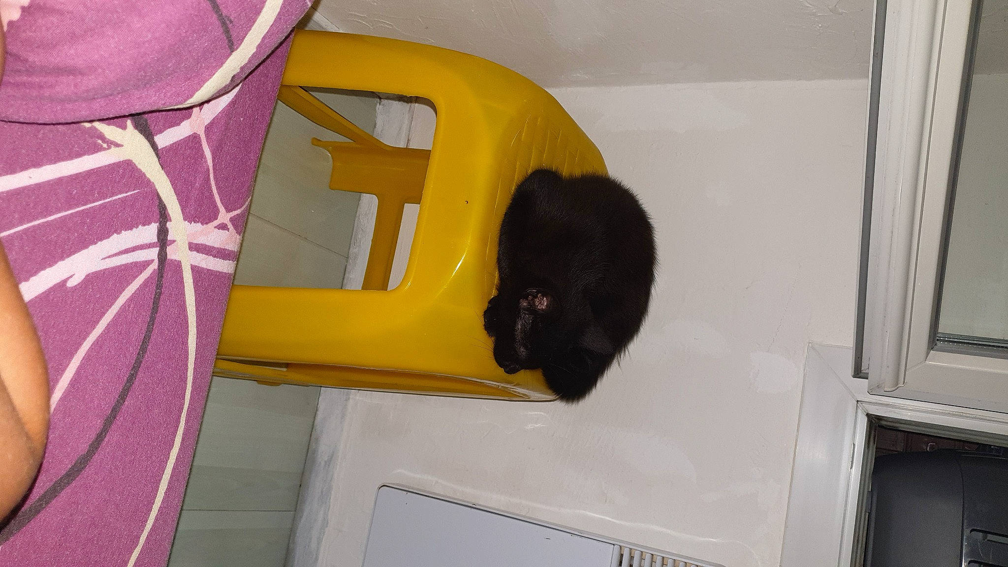 Papaye participe au concours pour gagner de l'argent avec cette photo : cat, fawn, yellow