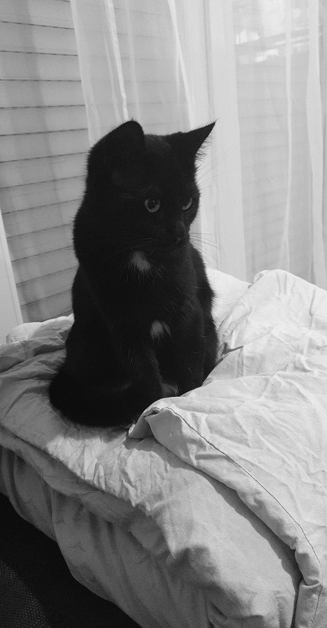 Papaye participe au concours pour gagner de l'argent avec cette photo : bed, black, black_and_white, black_cat, carnivore, cat, domestic_long_haired_cat, felidae, fur, kitten, linens, monochrome, monochrome_photography, norwegian_forest_cat, room, small_to_medium_sized_cats, style, tail, whiskers