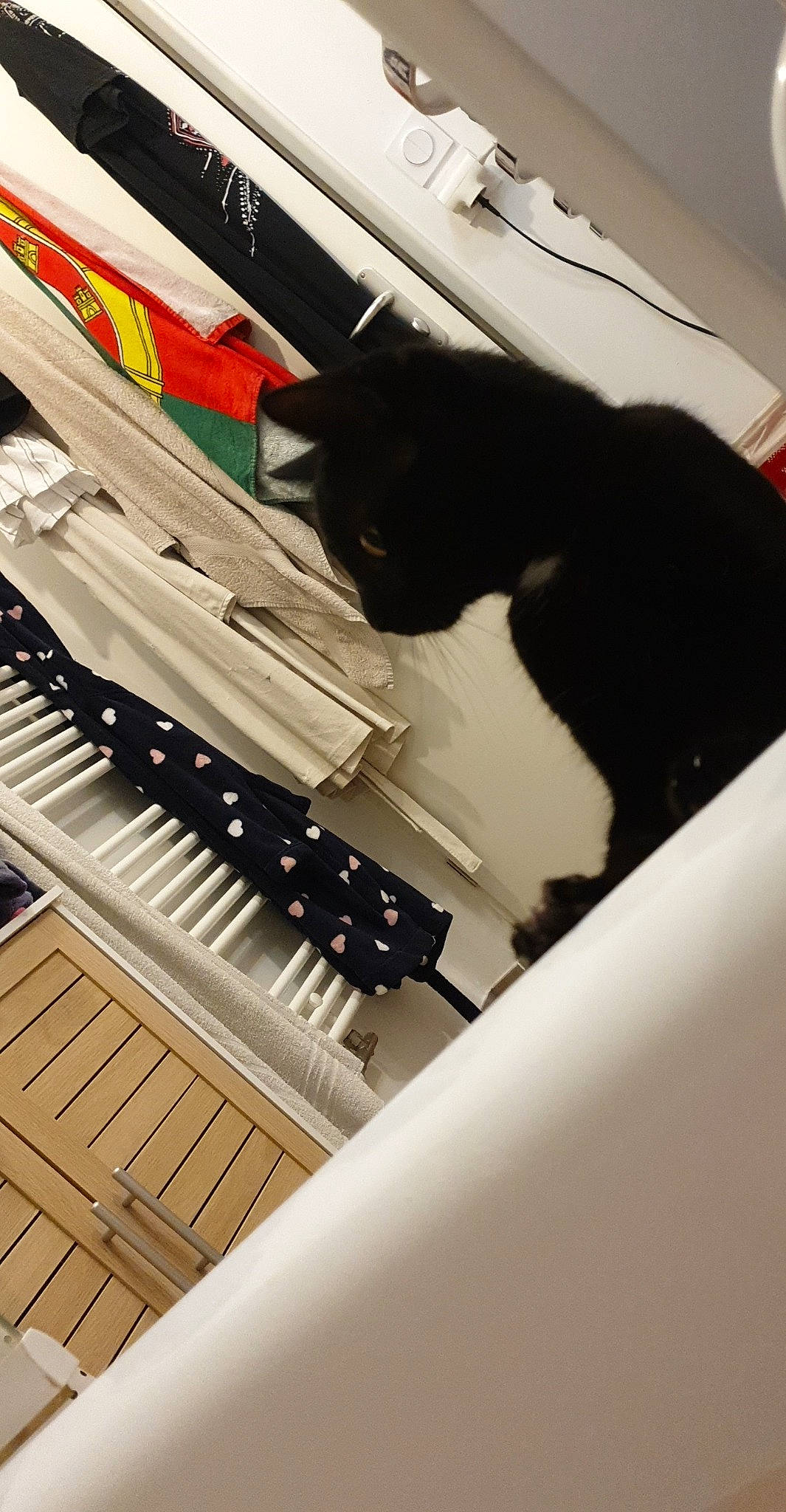 Papaye a rejoint le concours — aidez-le/la à gagner de superbes lots ! black_cat, cat, felidae, footwear, room, shoe, small_to_medium_sized_cats