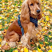 Voldy is registered to the contest to win money with this photo: dog, golden_brown, autumn_leaves, grass, outdoor, pet, canine, fur, sitting, black_harness, nature, fall, leaf_litter, portrait, animal, domestic_animal, calm, park, seasonal, closeup