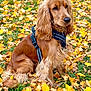 animal, autumn_leaves, black_harness, calm, canine, closeup, dog, domestic_animal, fall, fur, golden_brown, grass, leaf_litter, nature, outdoor, park, pet, portrait, seasonal, sitting