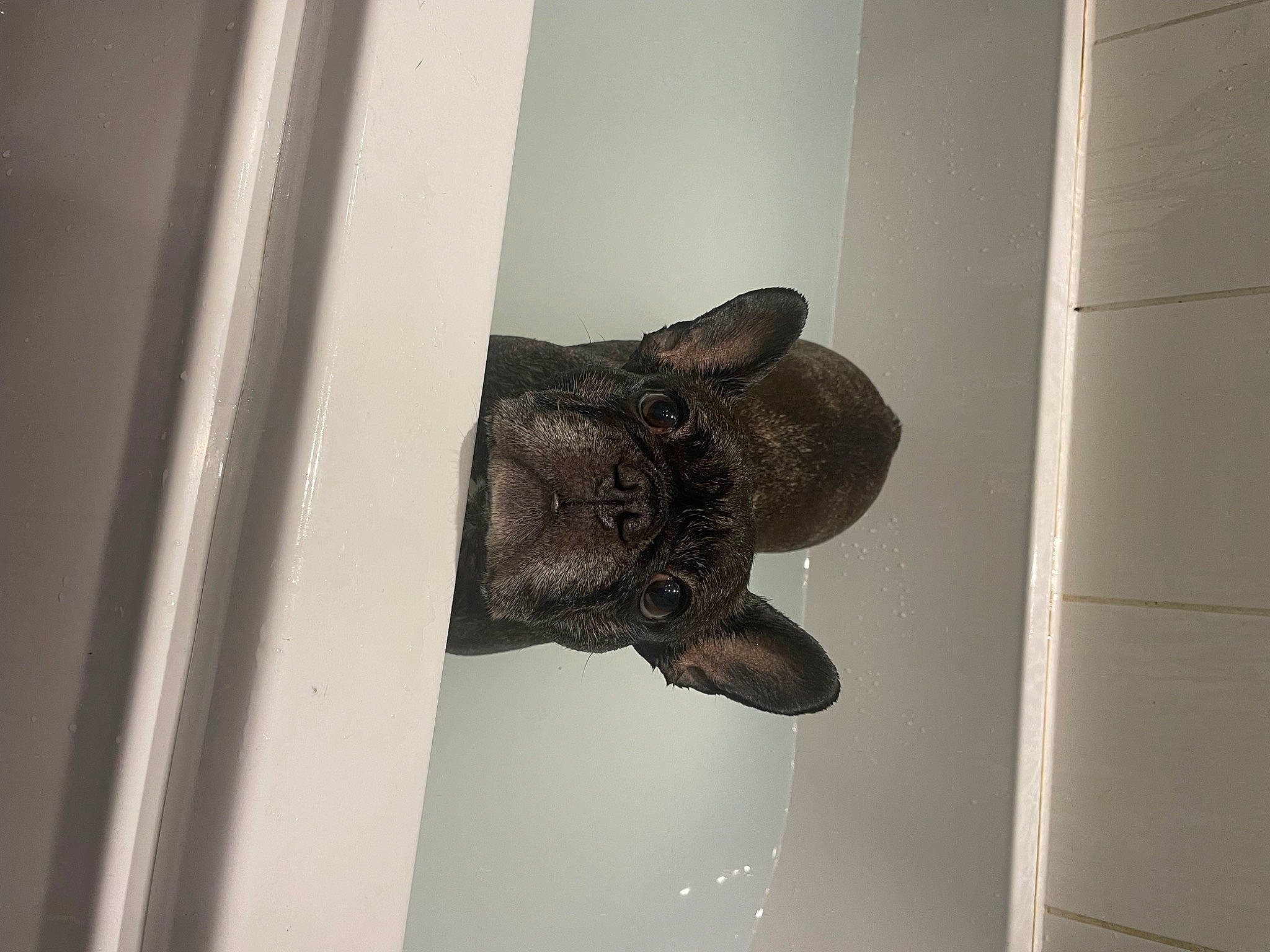 Bentley is registered to the contest to win money with this photo: ceiling, dead_bolt, door_handle, fixture, flooring, hat, metal, outdoor_shoe, pattern, room, wood