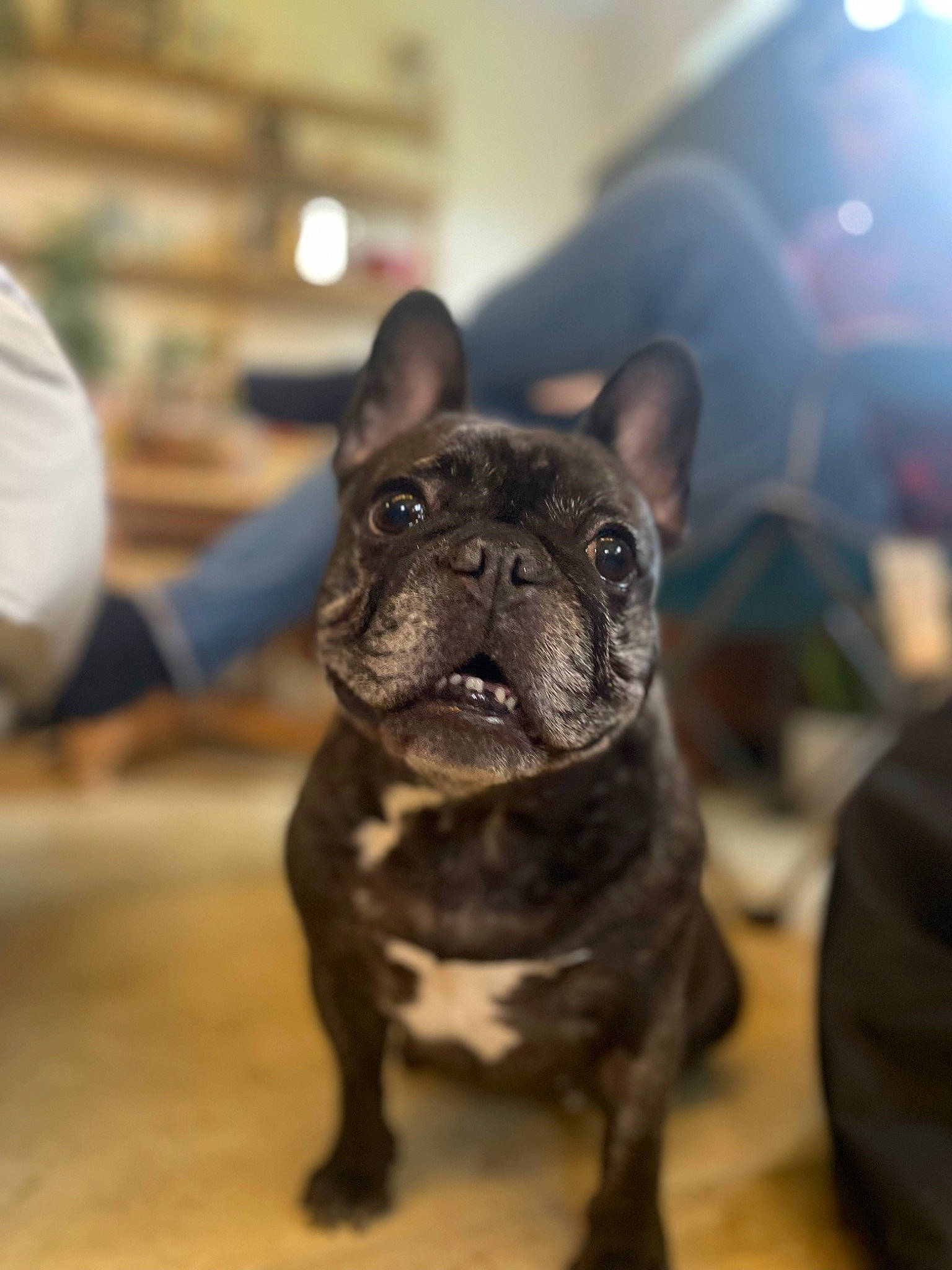 Bentley joined the competition — help win amazing prizes! bulldog, canidae, carnivore, companion_dog, dog, dog_breed, dog_collar, ear, electric_blue, fawn, french_bulldog, fur, molosser, pug, snout, sporting_group, toy_dog, whiskers, working_animal, wrinkle
