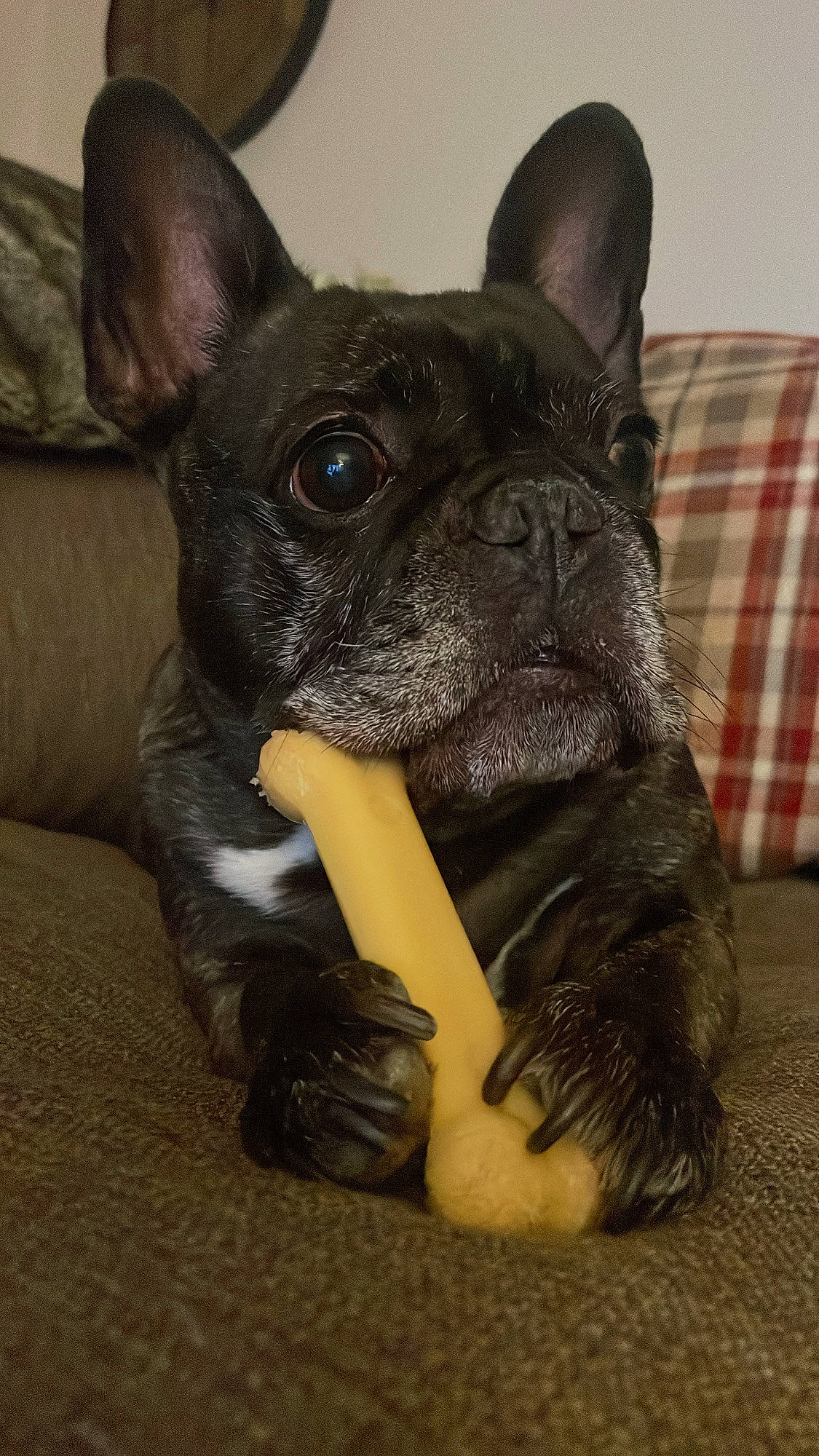 Bentley is registered to the contest to win money with this photo: bulldog, canidae, carnivore, comfort, companion_dog, dog, dog_breed, ear, fawn, french_bulldog, pattern, plaid, snout, sporting_group, tartan, terrestrial_animal, toy_dog, whiskers, working_animal, wrinkle