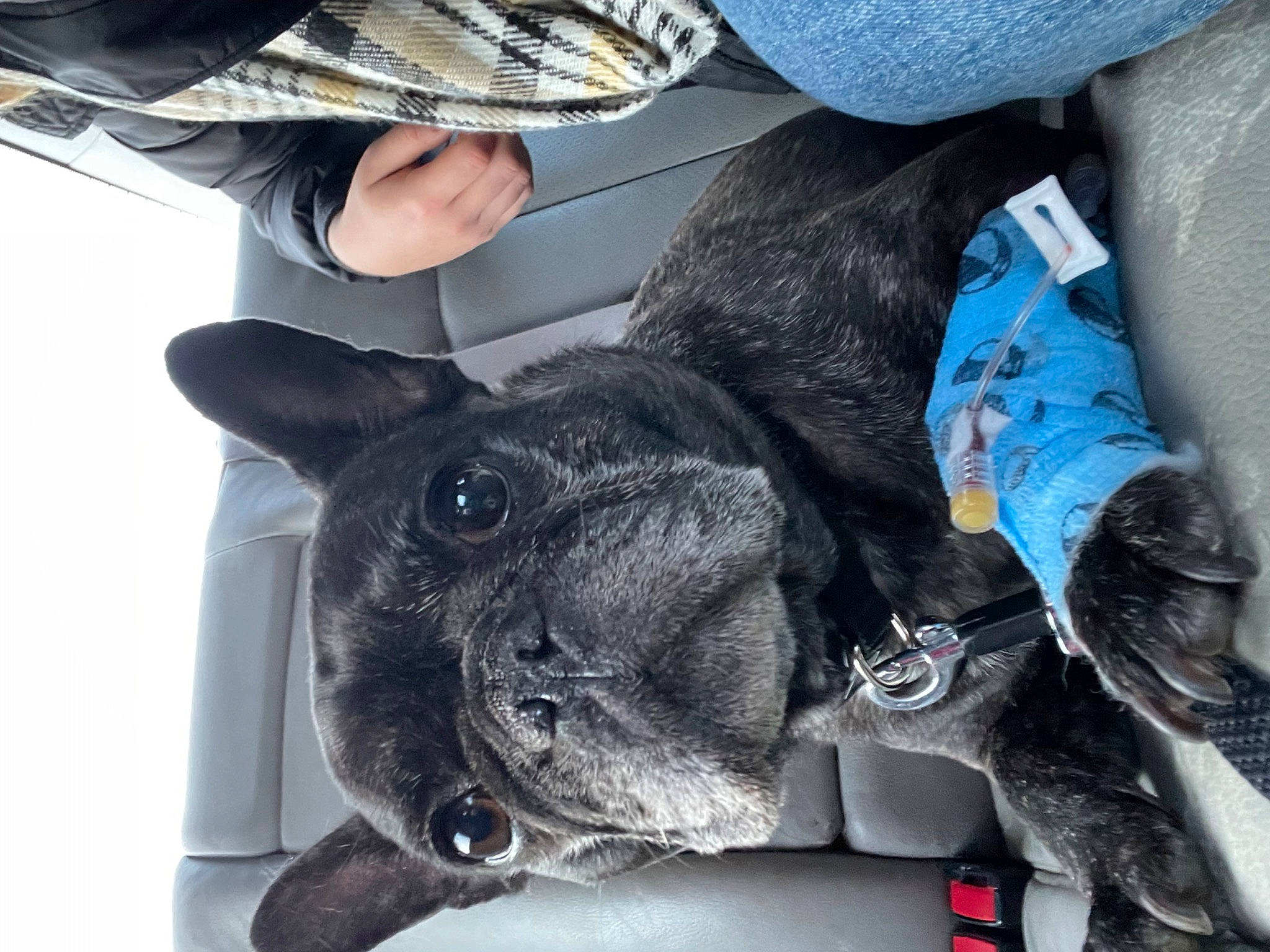 Bentley is registered to the contest to win money with this photo: auto_part, automotive_tire, canidae, carnivore, comfort, companion_dog, denim, dog, dog_breed, electric_blue, fawn, fur, gesture, selfie, snout, sporting_group, tail, whiskers, working_animal, wrinkle