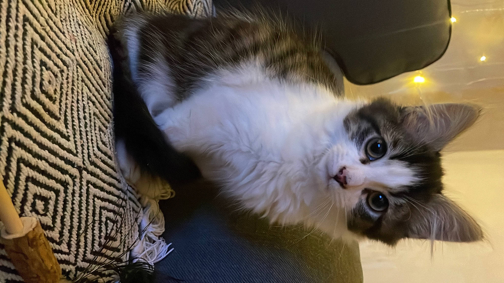 Daphne is registered to the contest to win money with this photo: carnivore, cat, claw, comfort, domestic_short_haired_cat, felidae, fur, paw, small_to_medium_sized_cats, snout, tail, whiskers, window