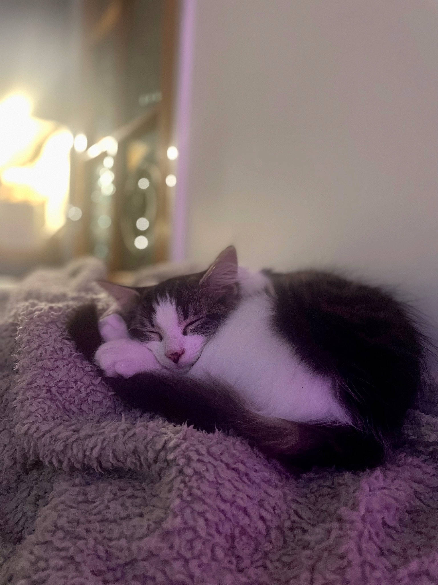 Daphne joined the competition — help win amazing prizes! carnivore, cat, comfort, domestic_short_haired_cat, felidae, flooring, fur, grey, hardwood, magenta, paw, plant, purple, room, sitting, small_to_medium_sized_cats, snout, tail, whiskers, wood