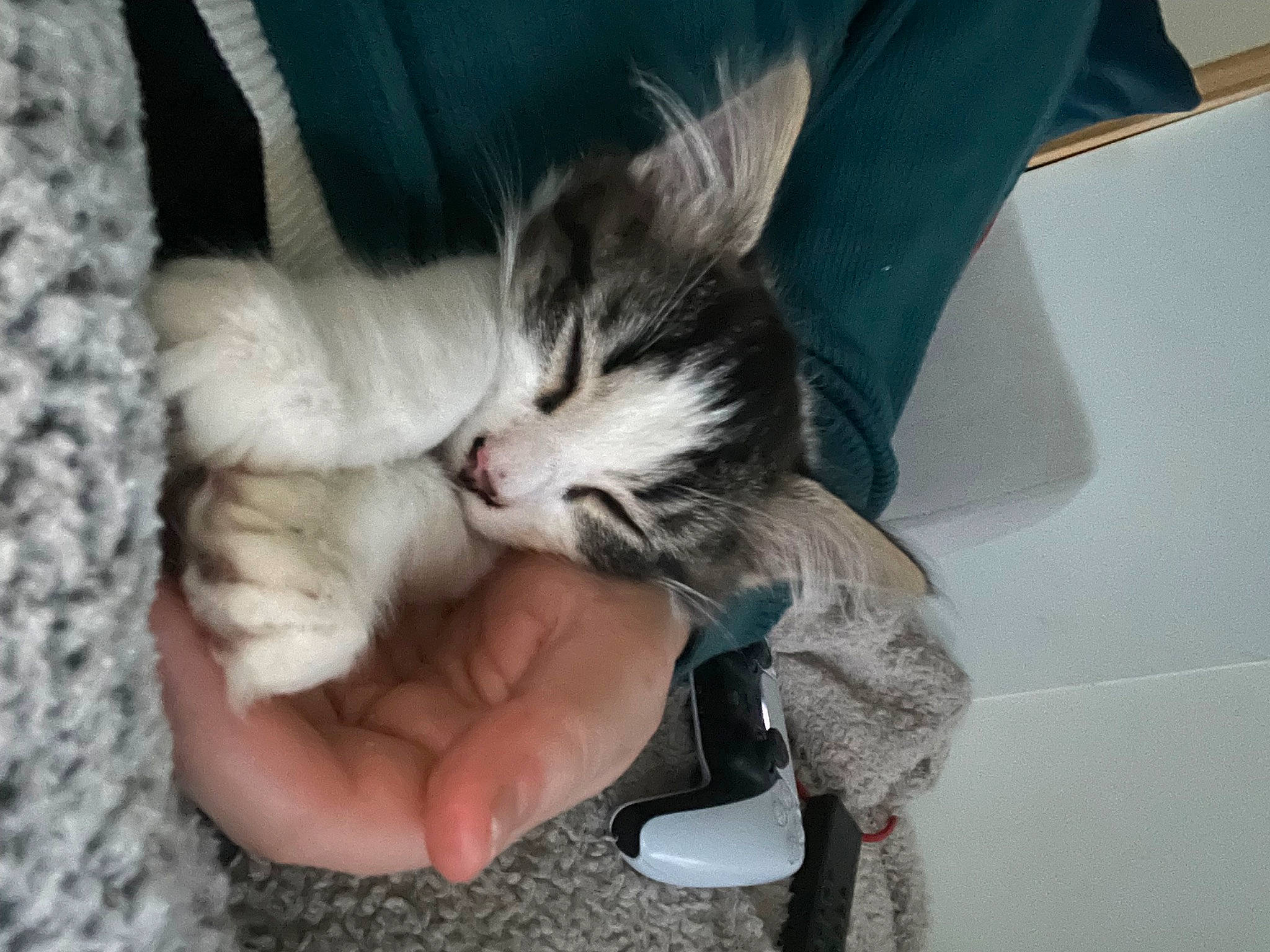 Daphne joined the competition — help win amazing prizes! carnivore, cat, claw, comfort, domestic_short_haired_cat, felidae, finger, foot, fur, gesture, human_leg, lap, nail, nap, paw, small_to_medium_sized_cats, snout, tail, toe, whiskers